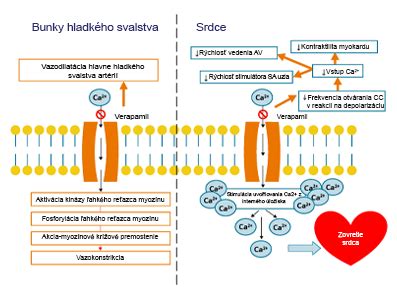 Diagram znázorňujúci mechanizmus účinku inzulínu