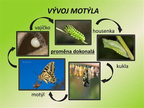 Symbolická fotografia motýľa vyliezajúceho z kukly