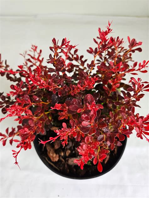 Ilustrácia rastúcej uhorky s listami a plodmi