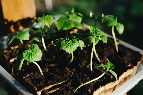 Ilustrácia výsevu semienok uhoriek do kvetináčov