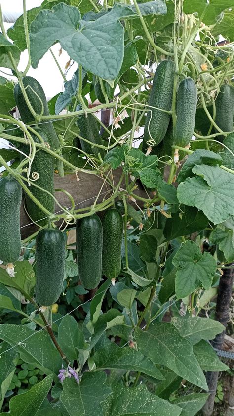 Ilustrácia pestovania uhoriek na sieti