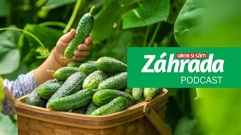 Ilustrácia zberu zrelých uhoriek