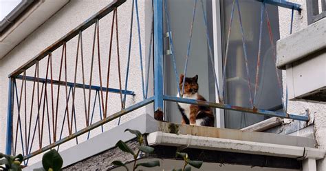 Mačka na balkóne zabezpečenom sieťovinou