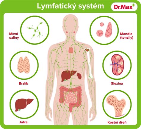 Ilustrácia lymfatického systému s vyznačenými lymfatickými uzlinami