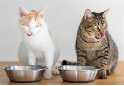 Dve mačky spia spolu