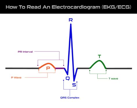 Diagram srdca s EKG krivkou