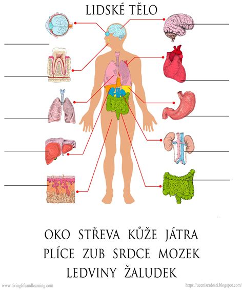 Anatomické zobrazenie ženských reprodukčných a močových orgánov s vyznačenými Skeneho žľazami a bodom G