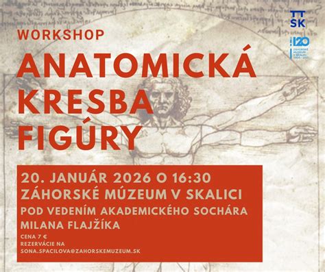 Anatomická kresba nervu femoralis