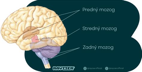 Štruktúra mozgu a vplyv schizofrénie
