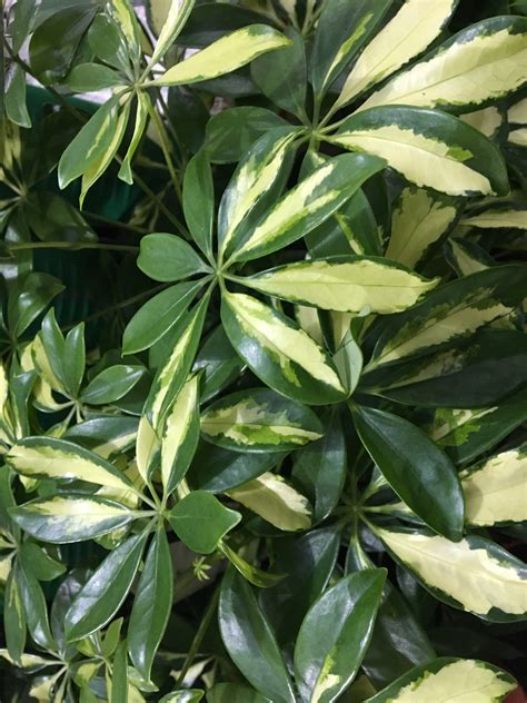 Tropická šeflera s dlaňovitými listami