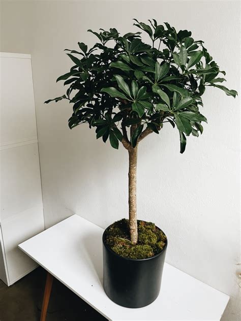 Schefflera na chránenej terase