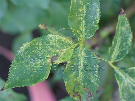 Detail listov napadnutých roztočmi