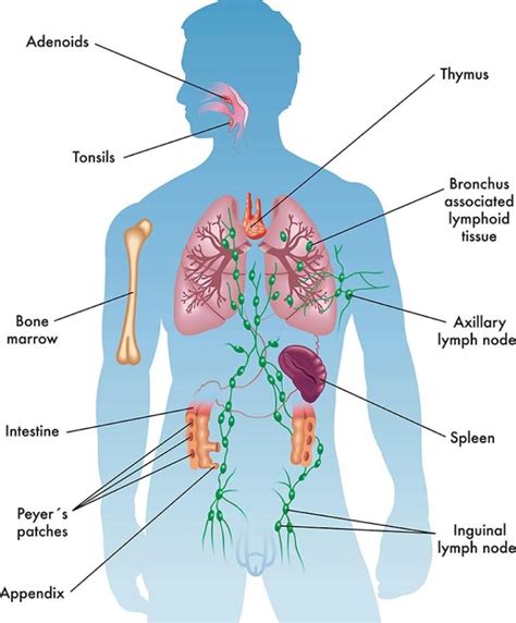 Diagram znázorňujúci, ako imunitný systém reaguje na infekciu