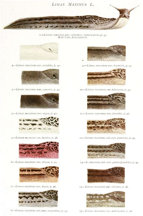 Ilustrácia slizniaka veľkého s detailmi tela