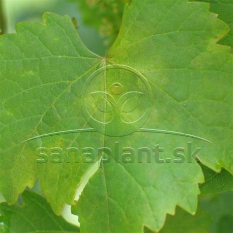 List tučnolistu s príznakmi plesne
