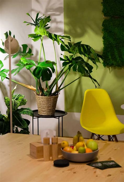 Interiér s dominantnými izbovými rastlinami a drevenými prvkami