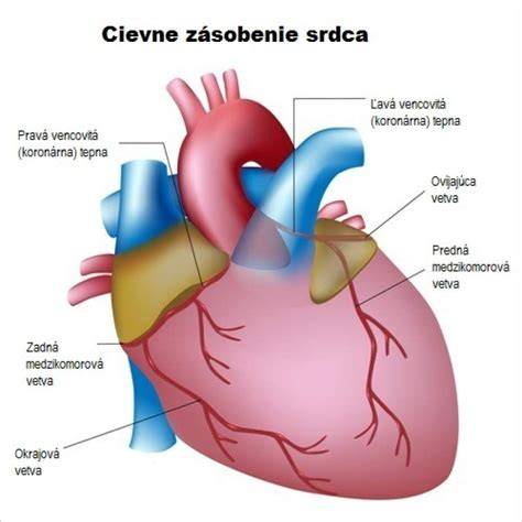 Ilustrácia srdca s pozitívnymi atribútmi