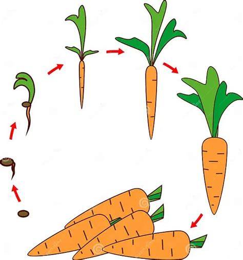 Ilustrácia cyklu učenia a rastu