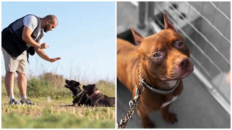 Ilustračná fotografia výstavného psa