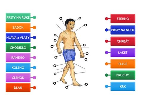 Diagram ľudského tela s vyznačením mezenteria a jeho funkcie
