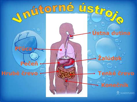 Anatomické umiestnenie slepého čreva v ľudskom tele