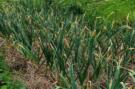 Ilustrácia znázorňujúca žltnúce listy cesnaku ako príznak nedostatku živín