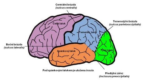 Schéma mozgu s označením aktivity po smrti