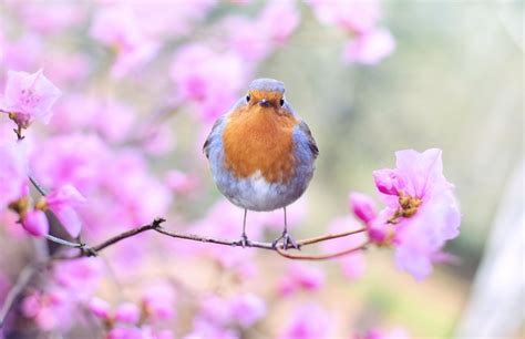 Jar v prírode s kvitnúcimi stromami