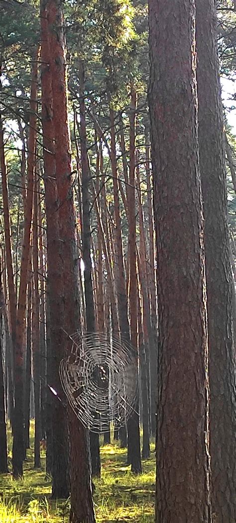Fotografia lesa v blízkosti Lamača