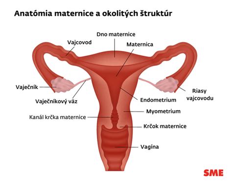 Anatómia maternice a krčka maternice