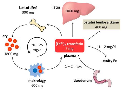 Schema znázorňujúca ukladanie železa v orgánoch
