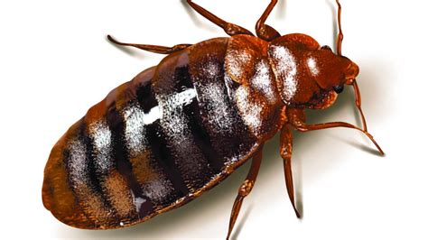 Ploštica posteľná