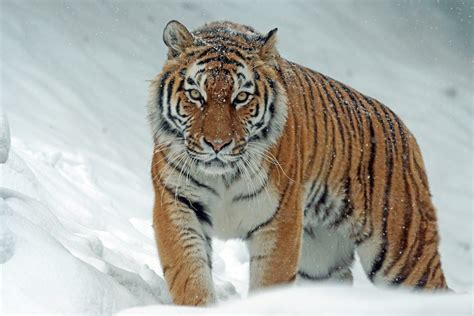 Sibírsky tiger v Oáze sibírskeho tigra