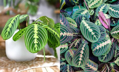 maranta s pestovanými listami