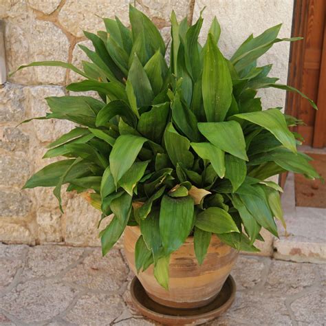 aspidistra elatior s tmavozelenými listami