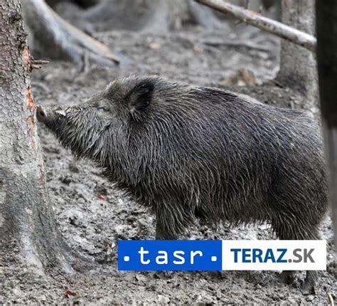 Fotografia duba cerového v prírodnej rezervácii Lindava.