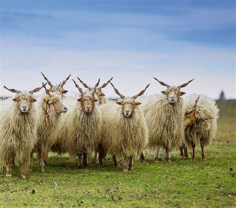 Kozy a ovce na ekologickej farme St. Martins
