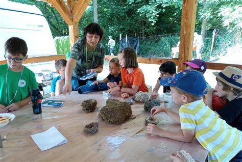 Skupina vrabcov sediacich na drôtoch