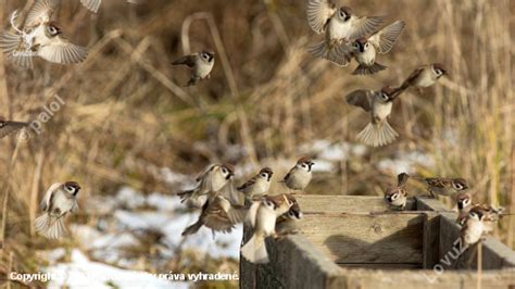 Stará fotografia znázorňujúca vrabce