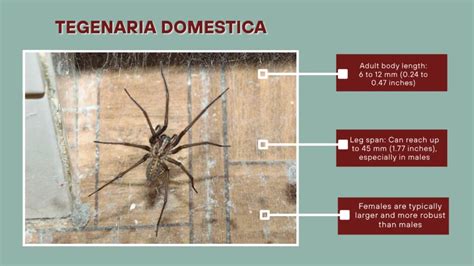 Ilustrácia pavúka Tegenaria domestica