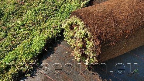 Typické rastliny pre extenzívne vegetačné strechy