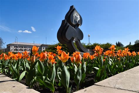 Tulipány pred ambasádou