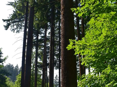 Ilustrácia zobrazujúca právne dokumenty a lesný porast