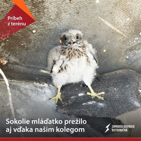 mláďa vrabca