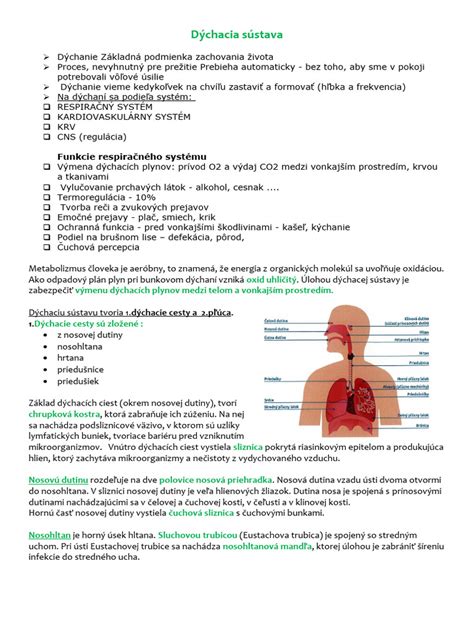 Ilustrácia bunkového dýchania