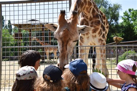 Biela tigre v ZOO Bratislava