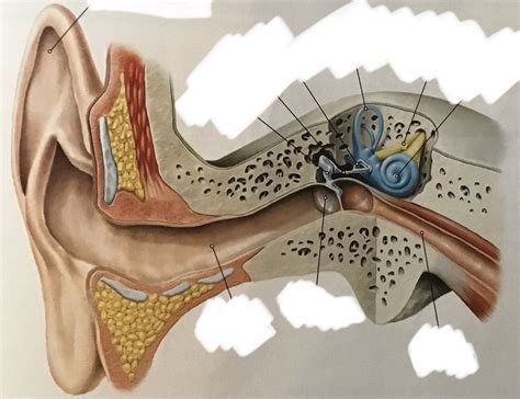 Diagram zobrazujúci etapy rekonštrukcie ucha