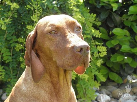 portrét maďarskej vyžle