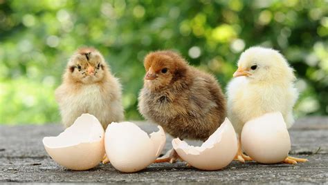 Čerstvo vyliahnuté kuriatka