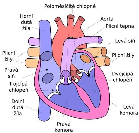 Ilustrácia ľudského srdca s vyznačenými tepnami